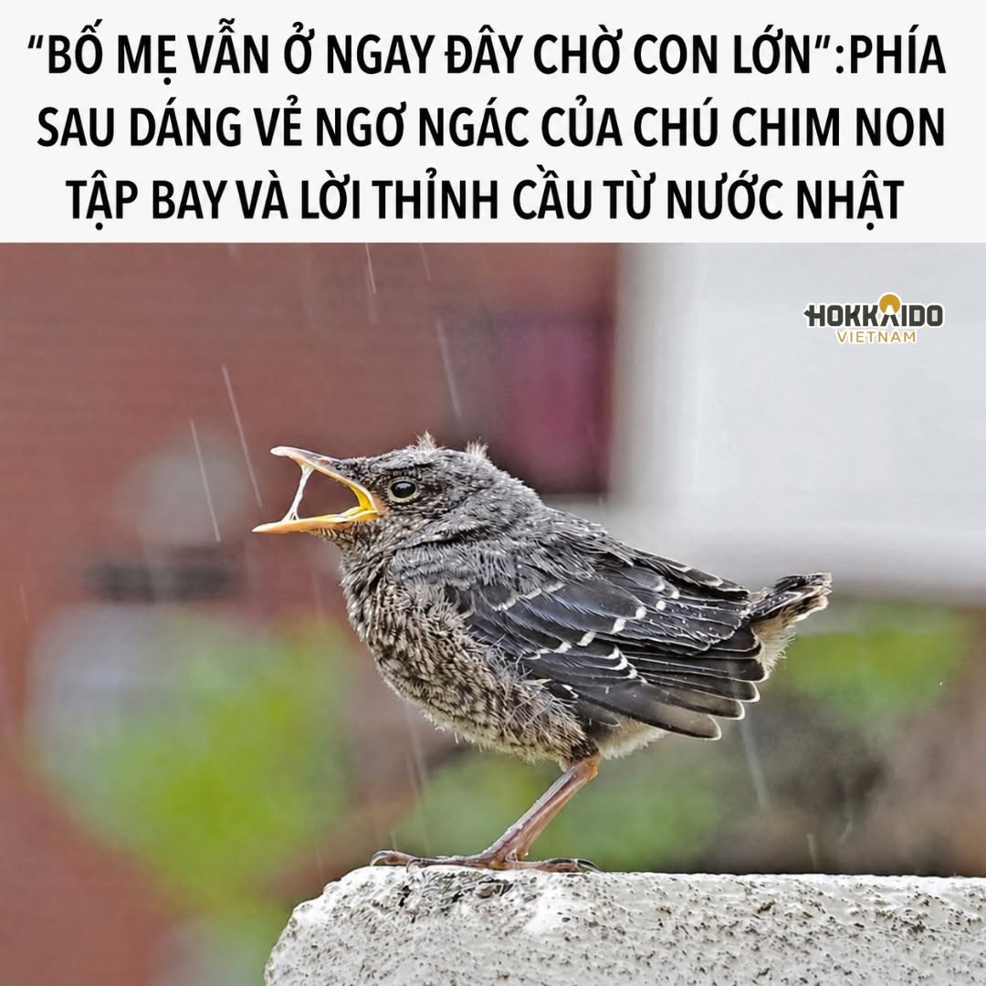 Câu chuyện về chú chim non ở Nhật Bản - Bài học cho ba mẹ: Đừng vội "cứu" mọi lần con vấp ngã 