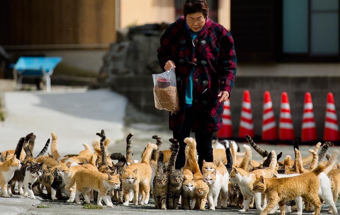 🐈 Những ngôi làng ở Nhật nơi mèo còn nổi tiếng hơn con người